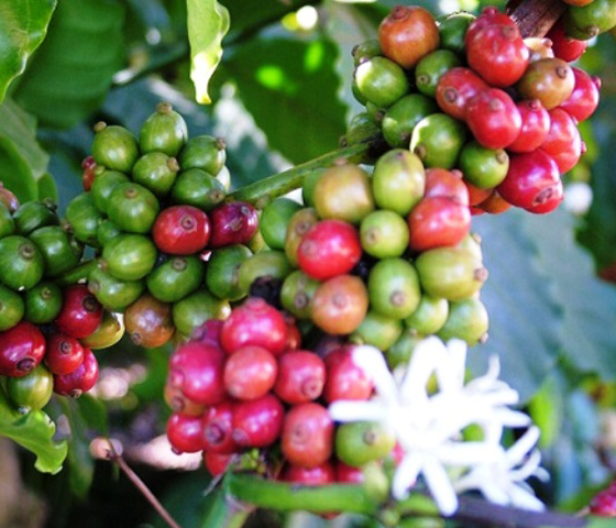 Coorg