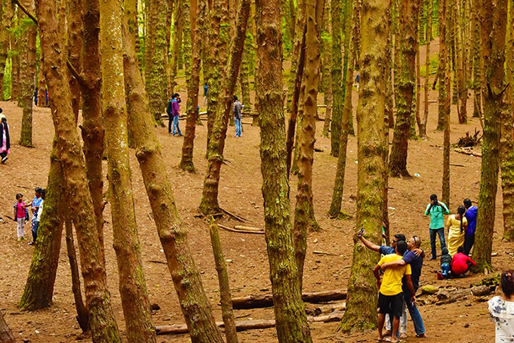 Pine Forest