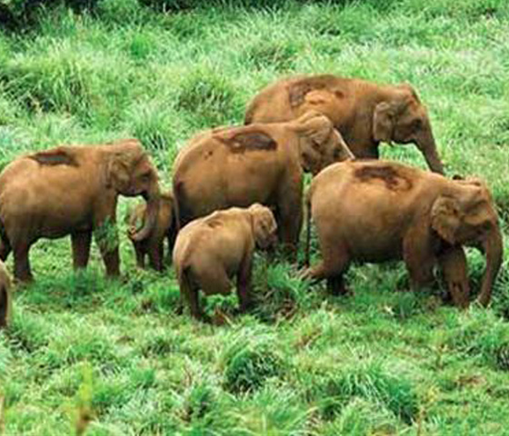 Thekkady
